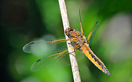 Blue Chaser (young male, Libellula fulva)